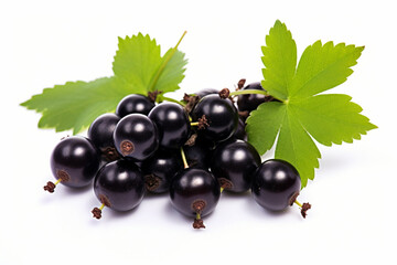 Wild black currant with green leaves isolated on white