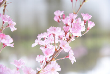 Cherry Blossom 