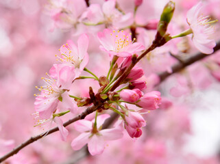 Cherry Blossom 