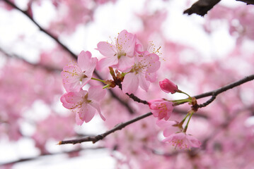 Cherry Blossom 