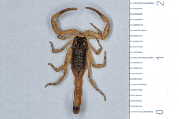 Tityus serrulatus, the most venomous scorpion in Brazil, is commonly known as yellow scorpion.