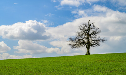 A solitary or lonely tree without leaves growing on the horizon. Green agricultural field with blue sky and clouds.