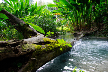 botanical garden on Hispaniola