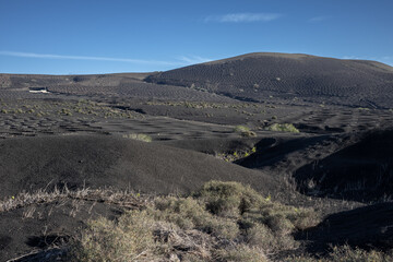 Wine growing in the black volcanic soil