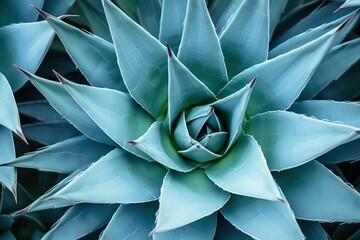 Background of green agave cactus