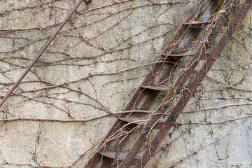 Old rusty iron ladder overgrown with plants against a wall