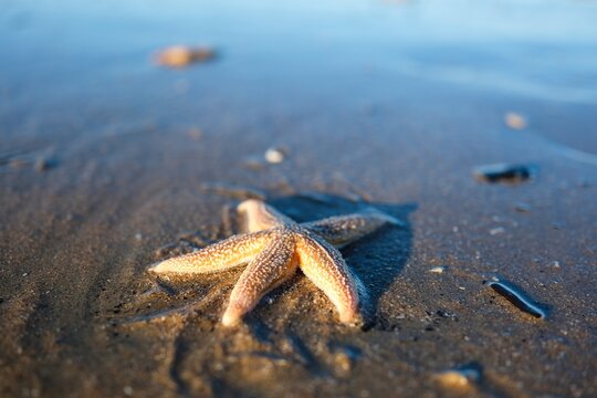 Seestern an der niederl&auml;ndischen Nordsee K&uuml;ste