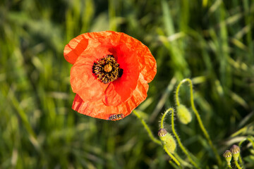 red poppy flower in a field surrounded with green grass