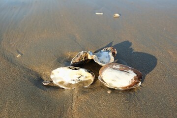 Blick auf eine Muschel am Nordsee Strand