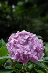 Hydrangea 