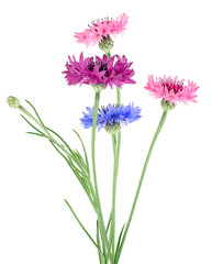 Bouquet of colored cornflowers isolated on a white background. Bachelor button flowers.