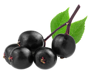 Black elderberry fresh fruit on branch with green leaves isolated on a white background. Sambucus, healing berries. Healthy food.