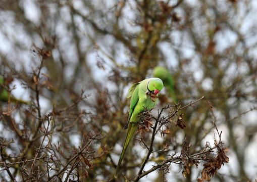 Ring-necked parakeet sitting in a tree