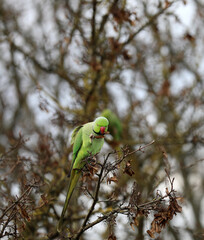 Ring-necked parakeet sitting in a tree