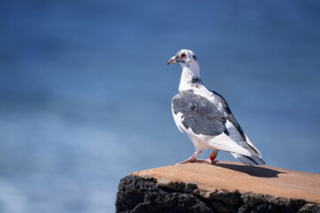 Beringte, blaugrau weiße Taube steht auf einem Steinsockel vor blauem Meer in Fuerteventura,...