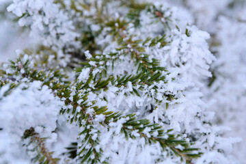 Green branches of the spruce and needles are covered with snow crystals and frost after severe winter frosts.