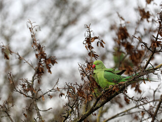 Ring-necked parakeet sitting in a tree