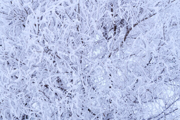 Branches tree are covered with snow crystals and frost after severe winter frost.
