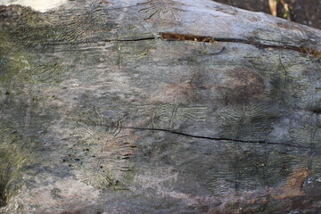 Texture of old wood trunk, tunnels made by bark beetle. Background, texture.