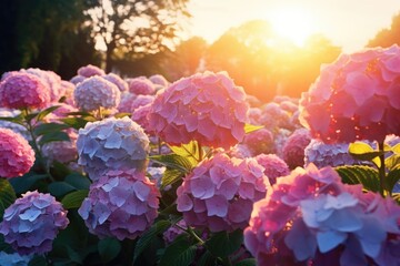 Hydrangea flowers in the garden at sunset. Generative AI. - Powered by Adobe