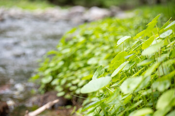 Hydrocotyle bonariensis in a stream in cordoba argentina