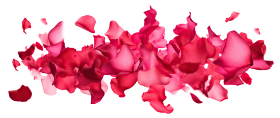 Scattering rose petals in the air, cut out