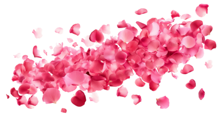 Scattering rose petals in the air, cut out