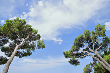 Two trees in clear sunny day. Coniferous tree. Tree with blue sky and white clouds. Mediterranean flora, evergreen coniferous tree. Nature in summer. Green pine. Green maritime pine
