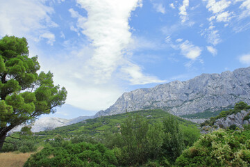 Green pines on the background of mountains in blue fog. Silhouette of mountains. Tourism. Outdoor activity in the nature. Beautiful landscape. Croatia. Vacation and summer concept. Mountain landscape