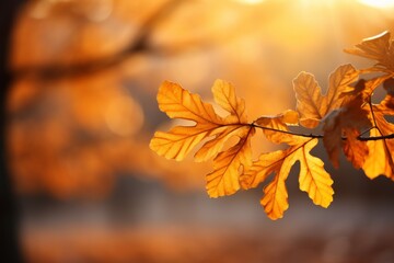 Naklejka na ściany i meble Golden oak tree leaves radiating sunlight, adding serene beauty to the natural landscape