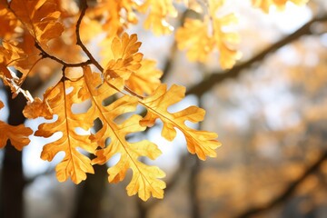 Obraz premium Vibrant golden oak tree leaves bathed in warm sunlight, creating a stunning natural spectacle