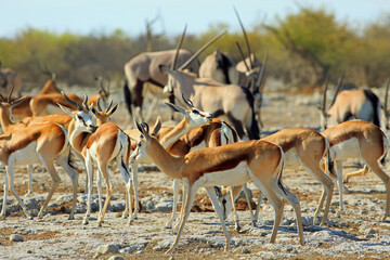 Herd of springbok at a small waterhole, with a sea of Oryx horns in the background - obrazy, fototapety, plakaty