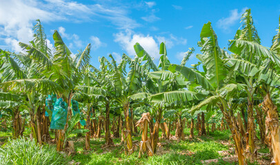 Plantation de bananiers à la Martinique, Antilles Françaises.	
