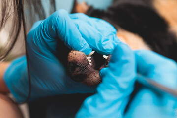 Veterinarian specialist holding small dog and cleaning whitening dog teeth at home with toothpaste...