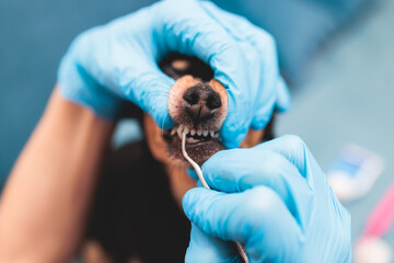 Veterinarian specialist holding small dog and cleaning whitening dog teeth at home with toothpaste...