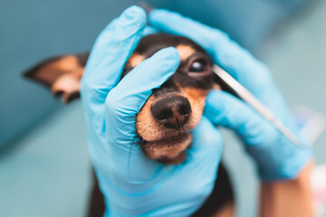 Veterinarian specialist holding small dog and cleaning whitening dog teeth at home with toothpaste...