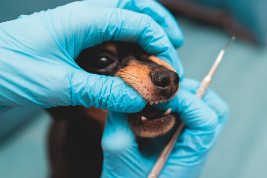 Veterinarian specialist holding small dog and cleaning whitening dog teeth at home with toothpaste dental floss, small black young dog tooth hygiene dental domestic treatment, view of hands