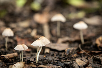 A cluster of fungi sprouts from the damp earth in a vibrant forest.