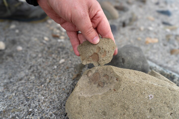 Bivalve fossils in Valley of Ten Thousand Smokes, Katmai National Park and Preserve, Alaska. Fossils found across Katmai are part of Naknek Formation, geologic formation from Jurassic Period.