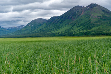 Fototapeta premium Alaskan brown bear in the distance. Grazing on sedge grass with mountains of Lake Clark National Park and Preserve, Alaska. Safe viewing distance. 