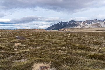 Valley of Ten Thousand Smokes in Katmai National Park and Preserve in Alaska is filled with ash flow from Novarupta eruption in 1912. Plant life slowly returning to devastated valley.  Moss, lichen.
