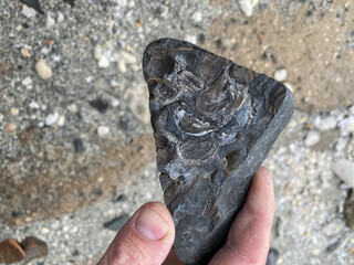 Bivalve fossils in Valley of Ten Thousand Smokes, Katmai National Park and Preserve, Alaska....