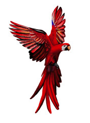 Red parrot . Scarlet macaw. Rainbow bird With spread wings