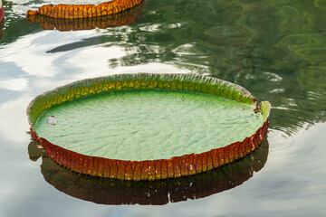 Vitória-régia gigante flutuando em um lago ela é verde bom bordas avermelhadas, o lago está calmo e tranquilo.