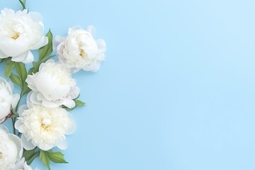 Flat lay of white peony flowers with copyspace on blue background