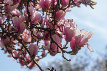 Magnolia soulangeana also called saucer magnolia flowering springtime tree with beautiful pink white flower on branches