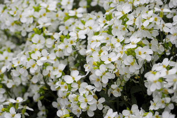 many flowers Alpine shrub Arabis with small white petals and green leaves grows on a sunny spring day, white spring flowers . nature