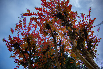 amazing colors of autumn in the forest