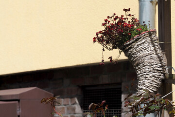 part of a divisible house decorated with burgundy flowers suspended in a wicker stand. spring