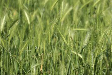 a lot of green grass. nature . summer